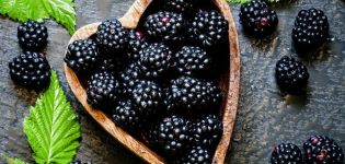 Penerangan dan ciri-ciri varieti blackberry Thornless Evergreen, pembiakan, penanaman dan penjagaan