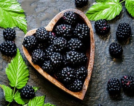 Description and characteristics of blackberry varieties Thornless Evergreen, reproduction, planting and care