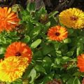 Variétés de calendula avec description, méthodes de culture et de multiplication