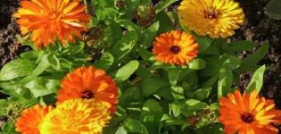 Variétés de calendula avec description, méthodes de culture et de multiplication