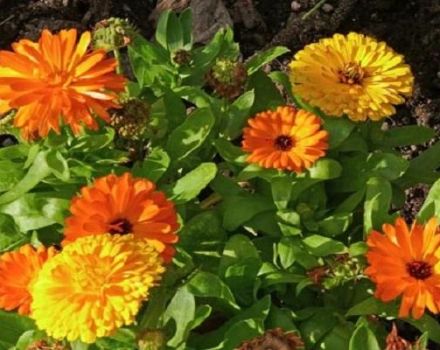 Variétés de calendula avec description, méthodes de culture et de multiplication