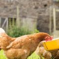 Cómo dar aceite de pescado líquido y en cápsulas a las gallinas ponedoras, reglas de dosificación