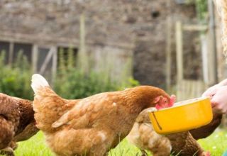 Comment donner de l'huile de poisson liquide et en capsule aux poules pondeuses, règles de dosage