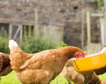 Cómo dar aceite de pescado líquido y en cápsulas a las gallinas ponedoras, reglas de dosificación