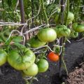 Descripción de la variedad de tomate Vecino gordo, sus características y rendimiento