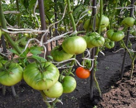 Descripción de la variedad de tomate Vecino gordo, sus características y rendimiento