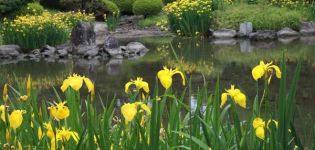 Paglalarawan ng marsh iris, pagtatanim, paglilinang at pangangalaga sa bukas na bukid