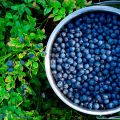 Recipe on how to cook blueberry jam for the winter so that it is as fresh