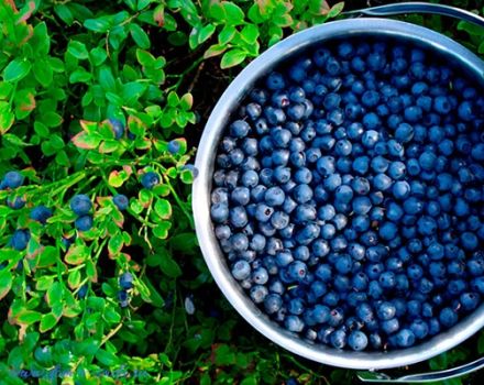 Recette sur la façon de faire cuire la confiture de myrtilles pour l'hiver afin qu'elle soit aussi fraîche