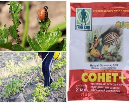 Instructions for using the remedy for the Colorado potato beetle Sonnet