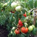 Ciri dan keterangan mengenai varieti tomato Nastena, hasilnya