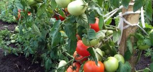 Características y descripción de la variedad de tomate Nastena, su rendimiento