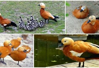 Que mangent les feux et où vit la race, élever des canards à la maison