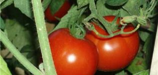 Description of tomato variety Shiva f1, its characteristics and yield