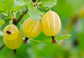 Description of the gooseberry variety Yellow Russian, cultivation and care