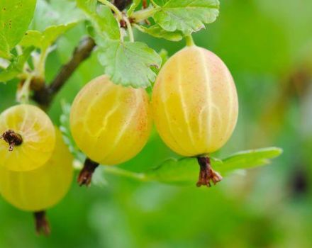 Description of the gooseberry variety Yellow Russian, cultivation and care