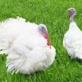 Description and characteristics of grade maker turkeys, breeding