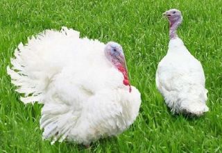 Description and characteristics of grade maker turkeys, breeding