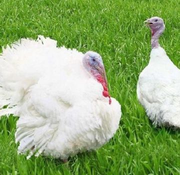 Description and characteristics of grade maker turkeys, breeding