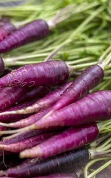 Useful properties, description and features of growing Purple carrots