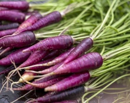 Useful properties, description and features of growing Purple carrots