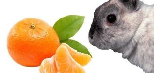 Is it possible and how to properly give tangerines to rabbits, contraindications and harm