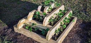 Comment faire un lit pyramidal pour les fraises avec vos propres mains, tailles et culture