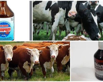 Instructions for the use of lactic acid for cattle, dosage and storage