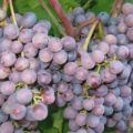 Description and characteristics of the early purple grape variety, history and rules of cultivation