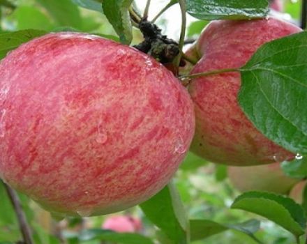 Characteristics and description of the variety of apple trees Cinnamon striped, history and features of cultivation