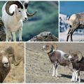 Description of Altai mountain sheep and detailed information about the species, breeding