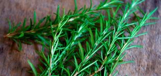 Medicinal properties and contraindications to the use of rosemary, benefits and harms