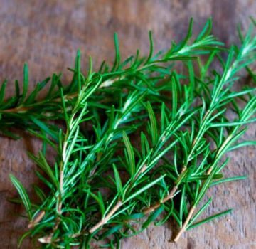 Medicinal properties and contraindications to the use of rosemary, benefits and harms