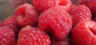 Description and characteristics of Arbat raspberries, cultivation technology