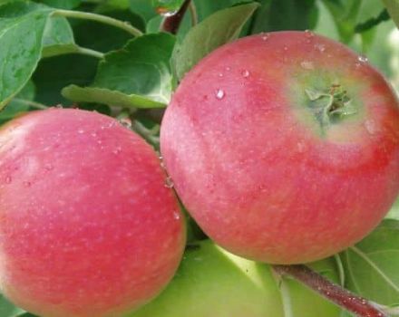 Description and characteristics of the apple variety Eva, its advantages and disadvantages