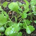 Cultivar rúcula en campo abierto a partir de semillas y plántulas, plantar y cuidar el país.