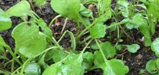 Menanam arugula di ladang terbuka dari biji dan anak benih, penanaman dan penjagaan di negara ini