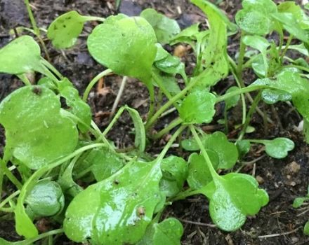 Cultivo de rúcula en campo abierto a partir de semillas y plántulas, plantación y cuidado en el país.