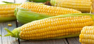 TOP 50 best varieties of corn with descriptions and characteristics