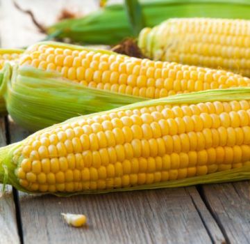 TOP 50 best varieties of corn with descriptions and characteristics