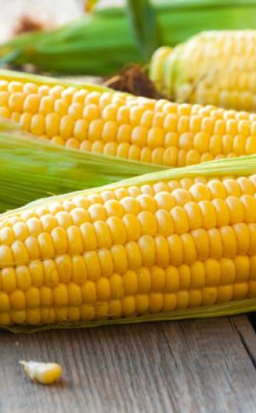 TOP 50 jenis jagung terbaik dengan penerangan dan ciri