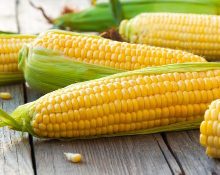 TOP 50 best varieties of corn with descriptions and characteristics