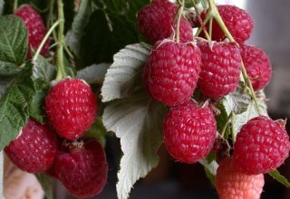 Description de la variété de framboises Hercules, plantation, culture et entretien