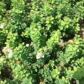 Descripción de variedades de abedul spirea, plantación y cuidado en campo abierto.