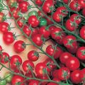 Caractéristiques et description de la variété de tomate Krasnaya Grazd, son rendement