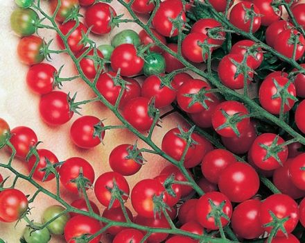 Characteristics and description of the tomato variety Krasnaya Grazd, its yield