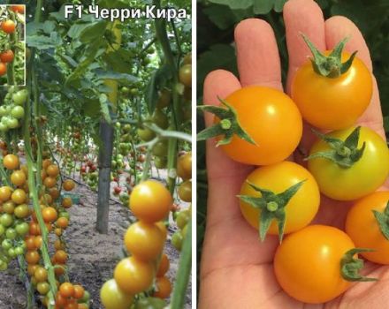 Description de la variété de tomates cerises Kira et de leurs caractéristiques