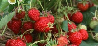 Description and characteristics of the Zenith strawberry variety, planting and care