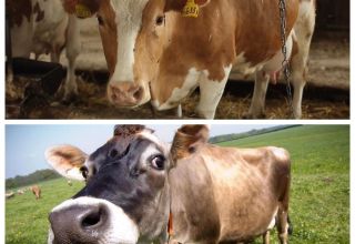 Cattle Disease Treatment, Veterinary Guide