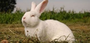 Breeding rabbits-accelerators according to Mikhailov, drawings of cages with dimensions